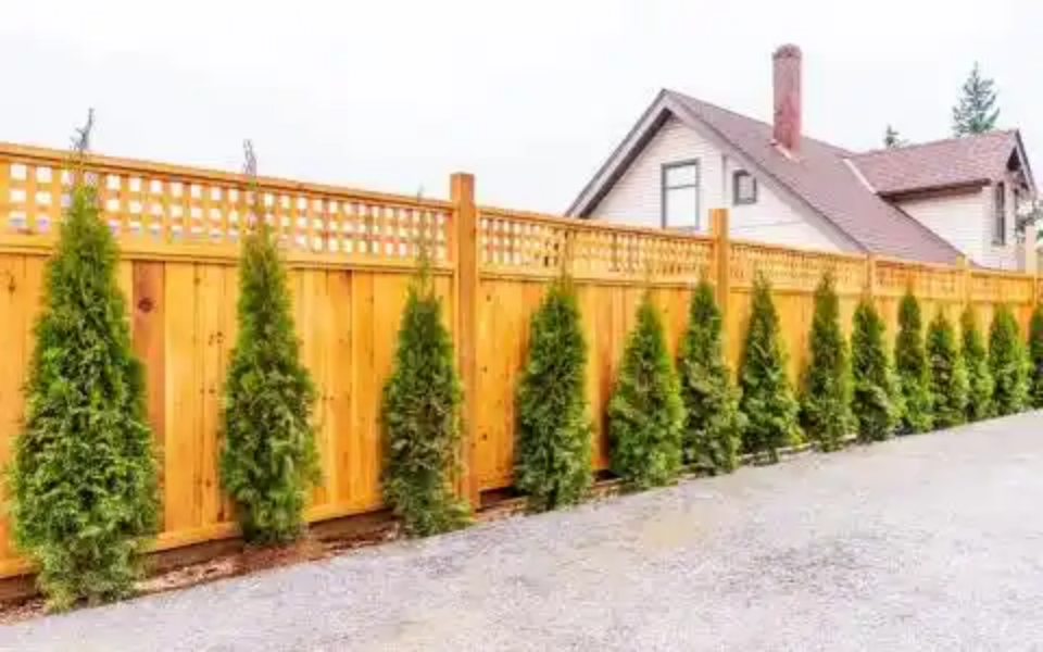 Cedar Fencing